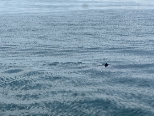 Basking Shark photographed in Massachusetts
