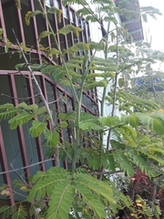 Caesalpinia pulcherrima