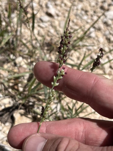 vine mesquite (Panicum obtusum)