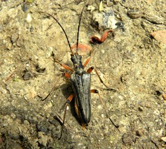 Stenocorus meridianus