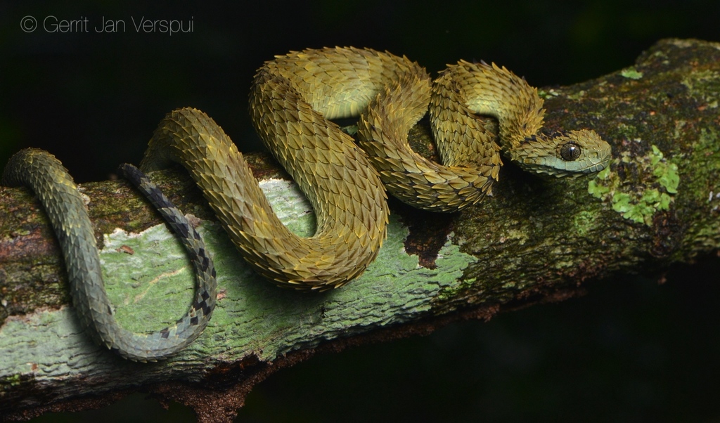 Close-up of a Hairy Bush Viper (Atheris hispida) - Venomous Snake