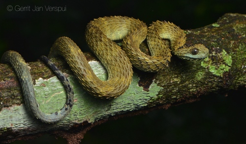 Atheris Hispida, a venomous snake found in Africa, capable of climbing  reeds and stalks - 9GAG