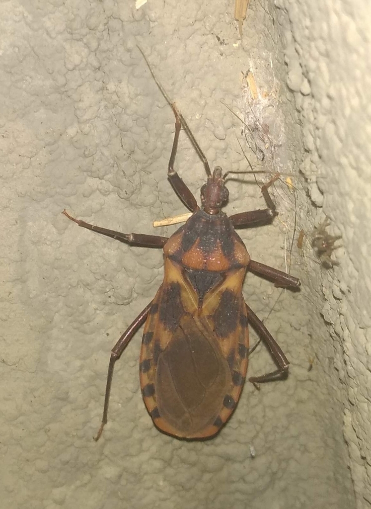 Panstrongylus lutzi