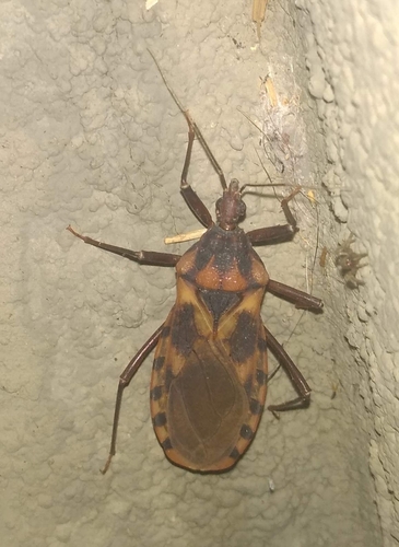 Panstrongylus lutzi