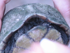 Kinosternon durangoense