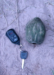 Kinosternon durangoense