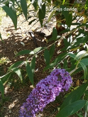 Buddleja davidii