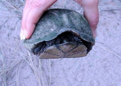 Kinosternon durangoense