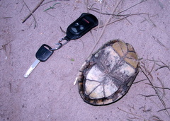 Kinosternon durangoense