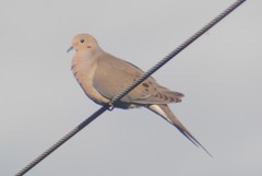 Zenaida macroura marginella