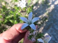 Wahlenbergia calcarea