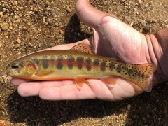 California Golden Trout photo 4