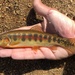 California Golden Trout - Photo (c) Jacob, some rights reserved (CC BY-NC), uploaded by Jacob