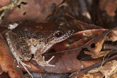 Leptodactylus wagneri