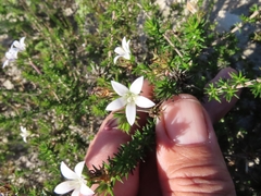 Wahlenbergia calcarea