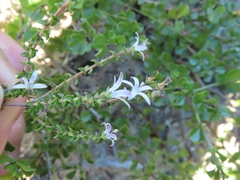 Wahlenbergia calcarea