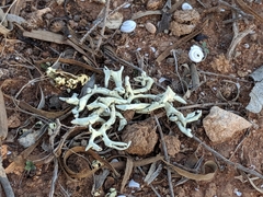 Xanthoparmelia pulla