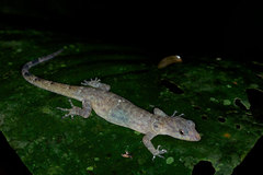 Gonatodes concinnatus