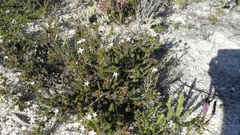 Wahlenbergia calcarea