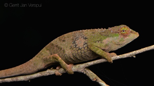 Kigezi Highlands Chameleon