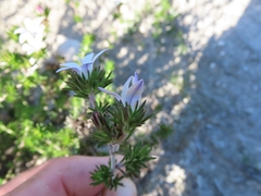 Wahlenbergia calcarea