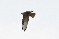 Buteo japonicus