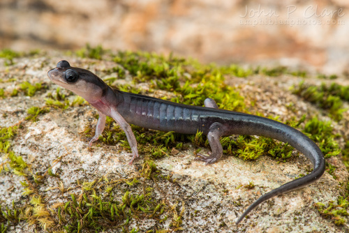Blue Ridge Gray-cheeked Salamander