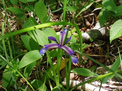 Iris graminea