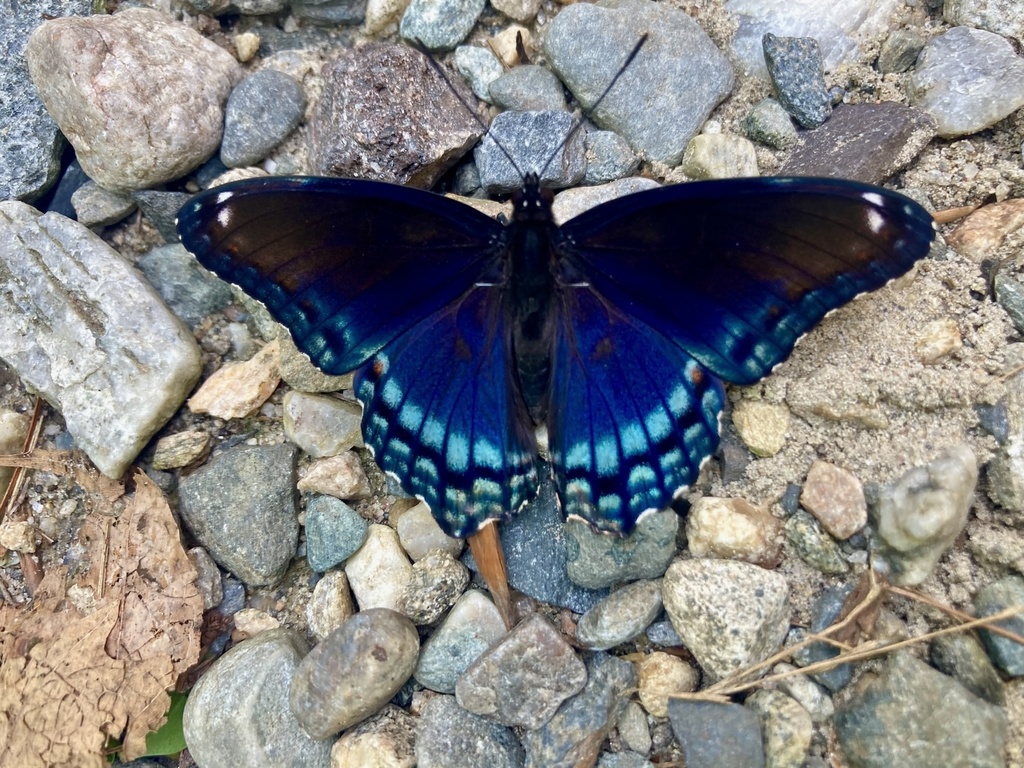 Red-spotted Purple