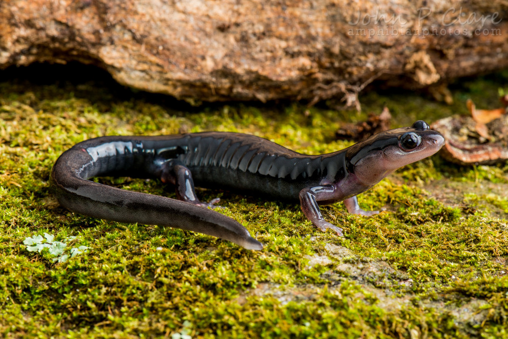 South Mountain Gray-cheeked Salamander