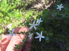 Wahlenbergia calcarea