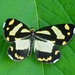Golden-crested Moth - Photo (c) shirdipam, some rights reserved (CC BY-NC), uploaded by shirdipam