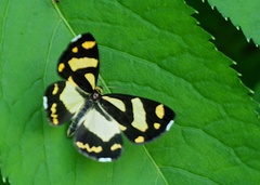 Psychostrophia melanargia