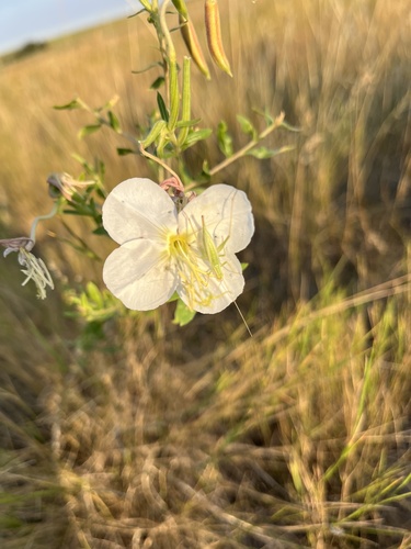 Image of Oenothera nuttallii by (c) Rachael Benjamin, some rights reserved (CC BY)