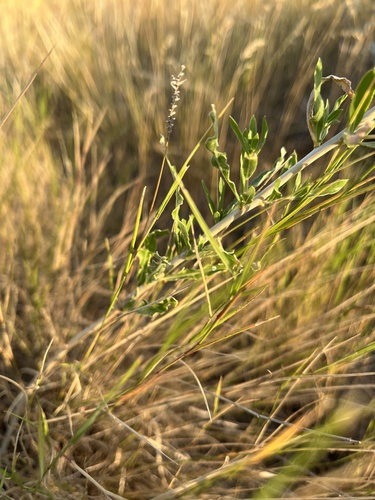 Image of Oenothera nuttallii by (c) Rachael Benjamin, some rights reserved (CC BY)