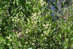 Lyonia ligustrina