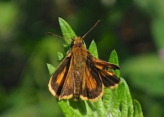 Ochlodes ochracea