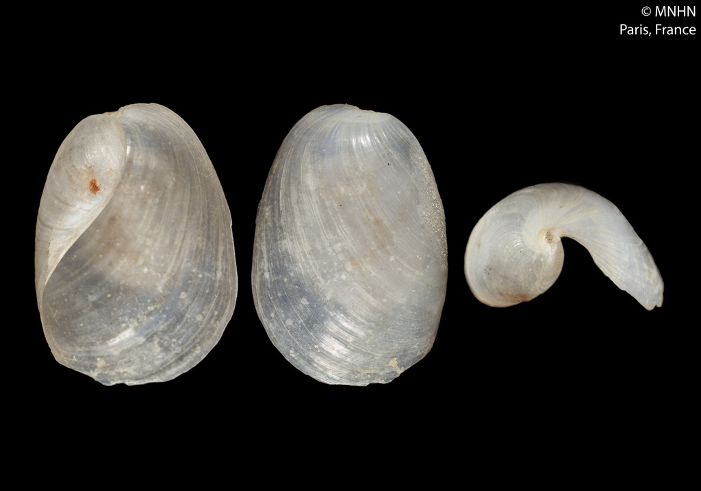 Lobe Shell