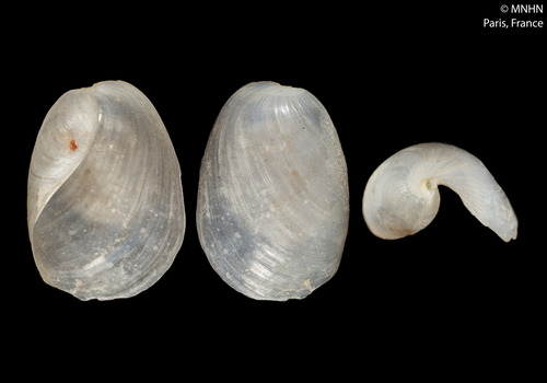 Lobe Shell
