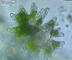 Micrasterias americana