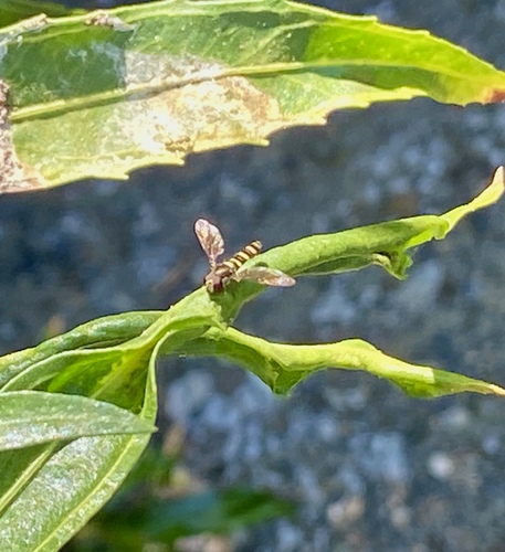 iNaturalist observation photo of Diamond Spottail