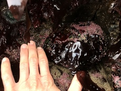 Haliotis cracherodii