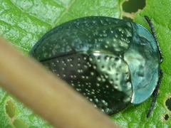 Polychalma multicava