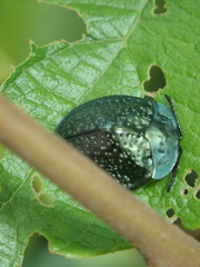 Polychalma multicava