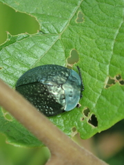 Polychalma multicava