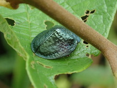 Polychalma multicava