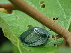 Polychalma multicava