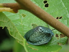 Polychalma multicava