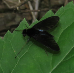 Chrysopilus velutinus