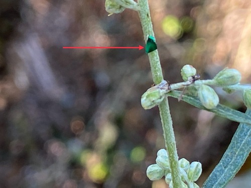 iNaturalist observation photo of Insects